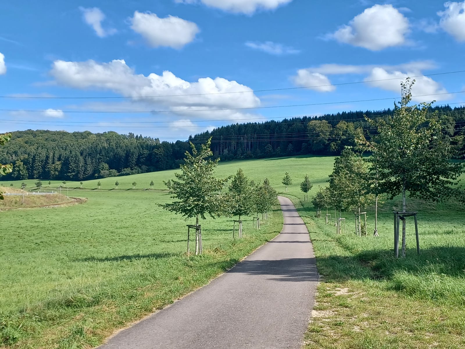 Allee in 2019