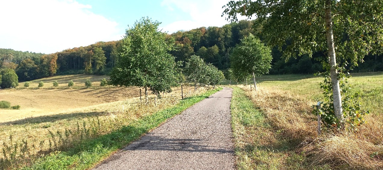 Allee in 2019